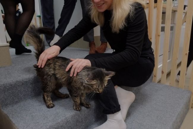 Ухта, котокафе